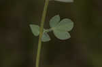 Bird's-foot trefoil